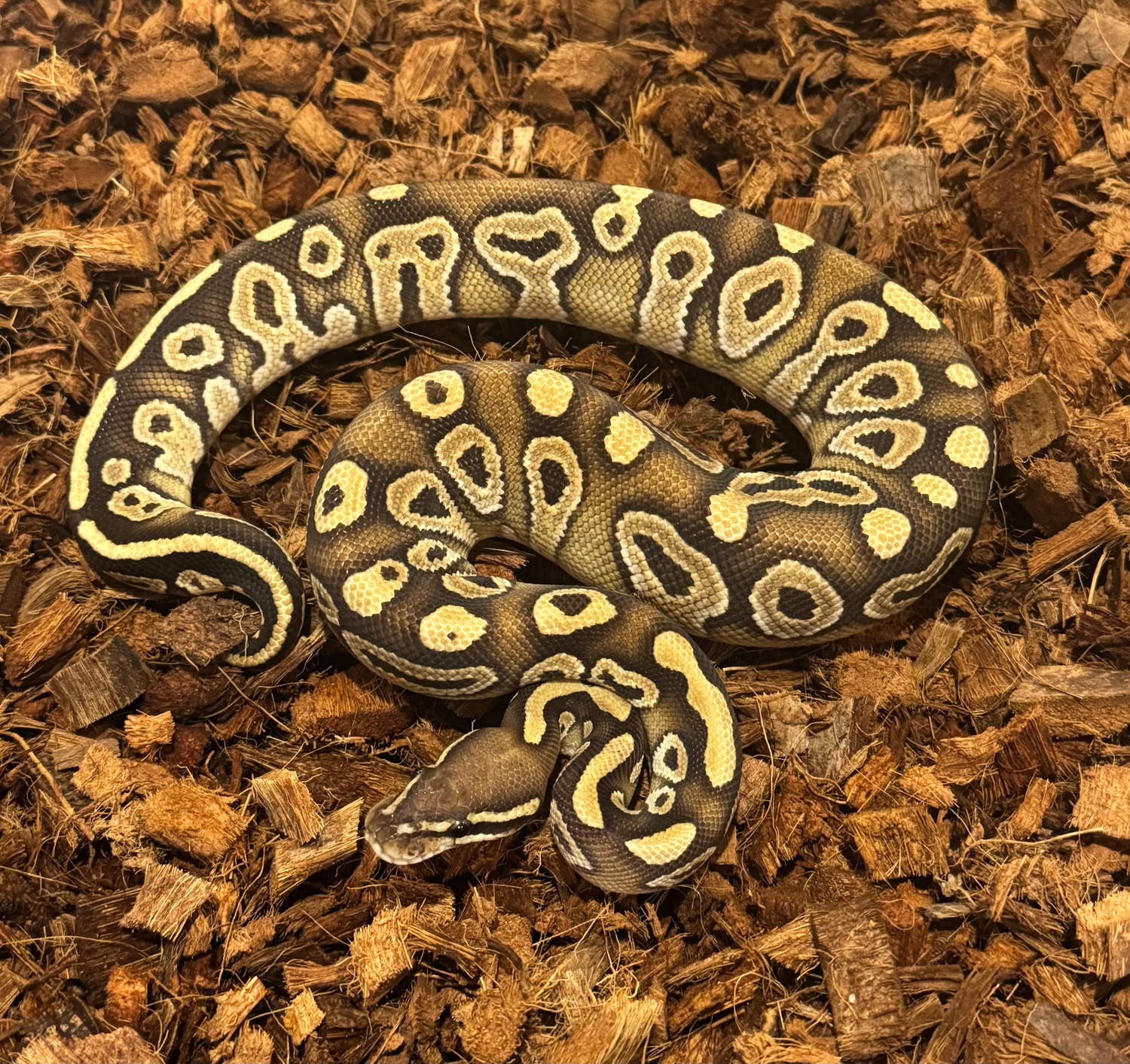 Royal Highness Pythons
