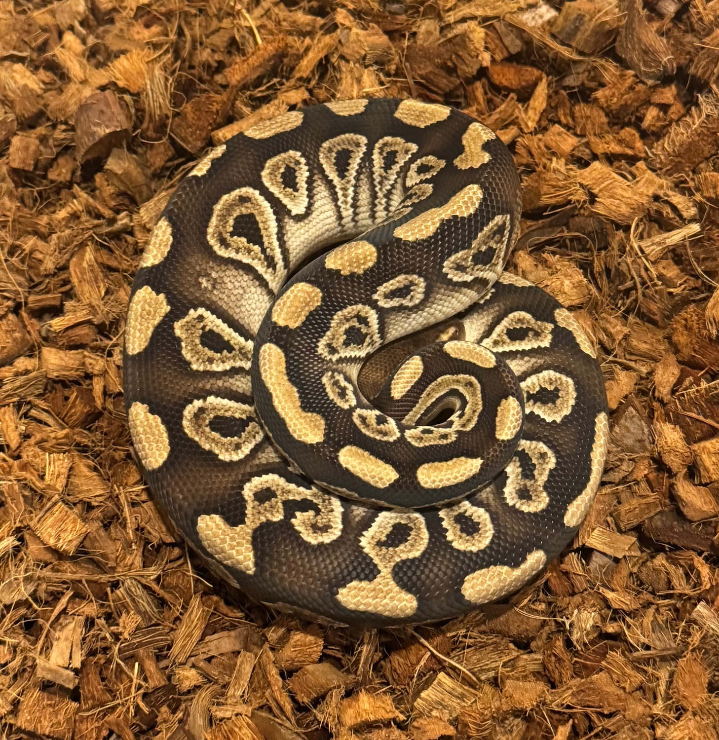 Royal Highness Pythons