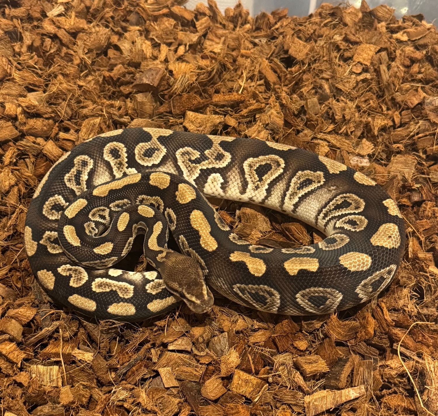 Royal Highness Pythons