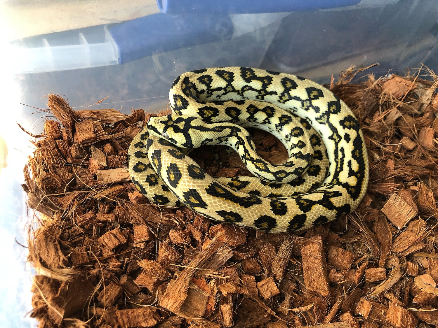 Gamma Carpet Python Other Carpet Python by Royal python aesthetics ...