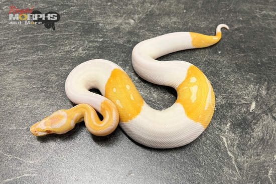 Leopard Albino Pied Ball Python by Royal MORPHS and More