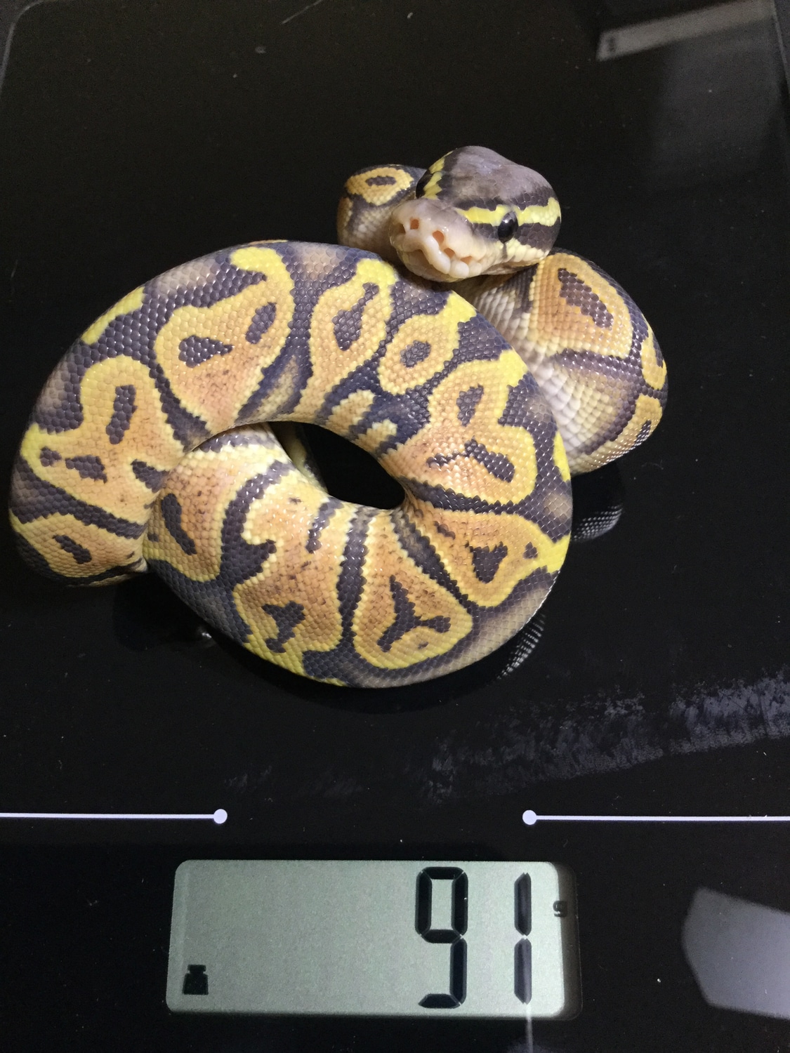 Orange Ghost Pastel Ball Python by RoyalPalmRegius - MorphMarket