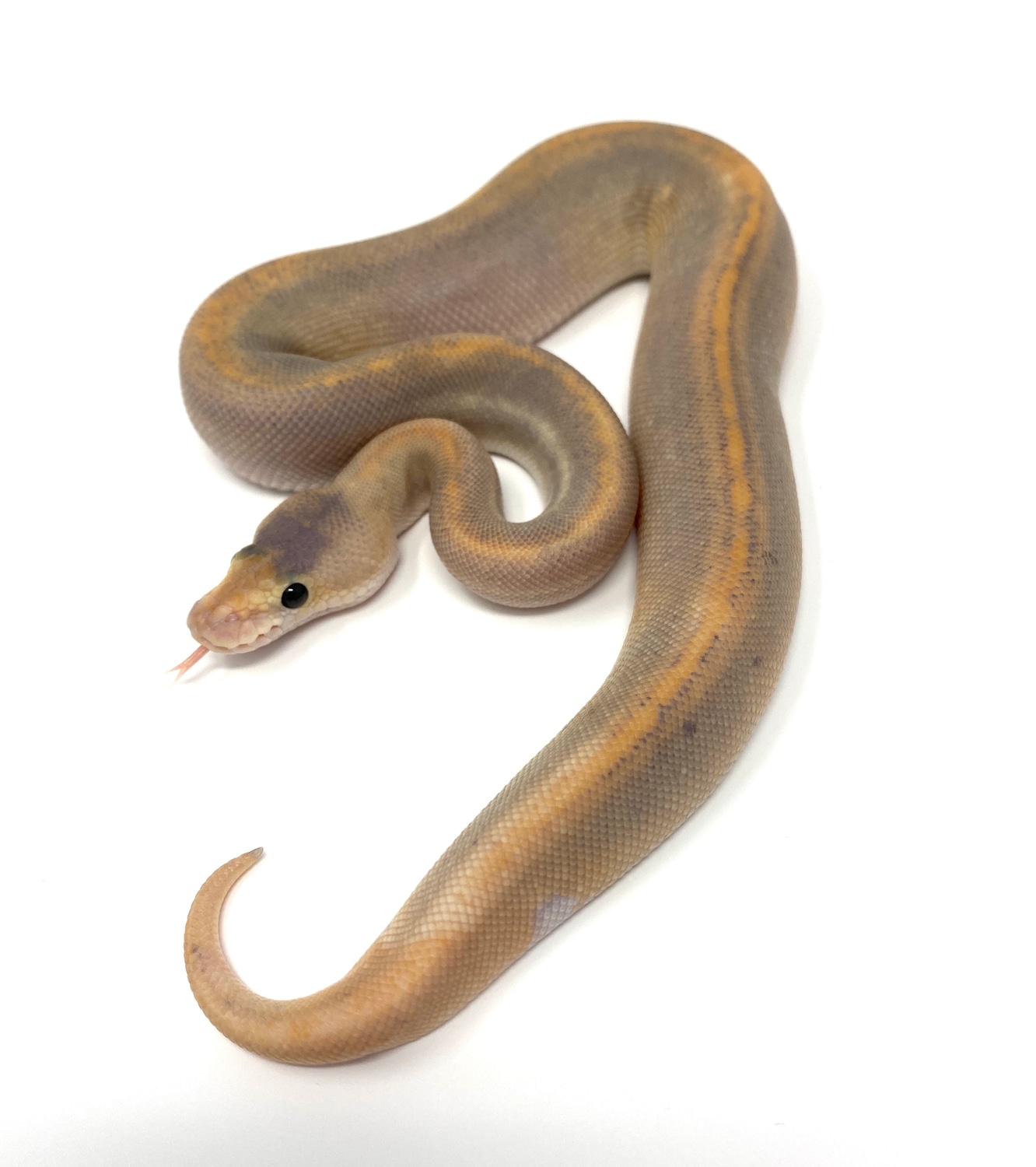 Cinnamon Mimosa Ball Python by Royal Blue Reptiles MorphMarket