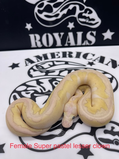 Lesser Pastel Royal Python Super Pastel Lesser Clown Ball Python by American Royals