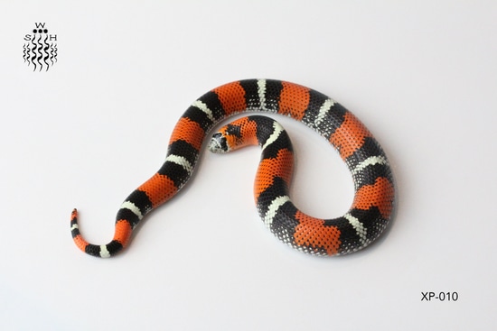 CBB'22 1.0 Tricolor Hognose Snake Tri-Color Hognose by Wellspring ...