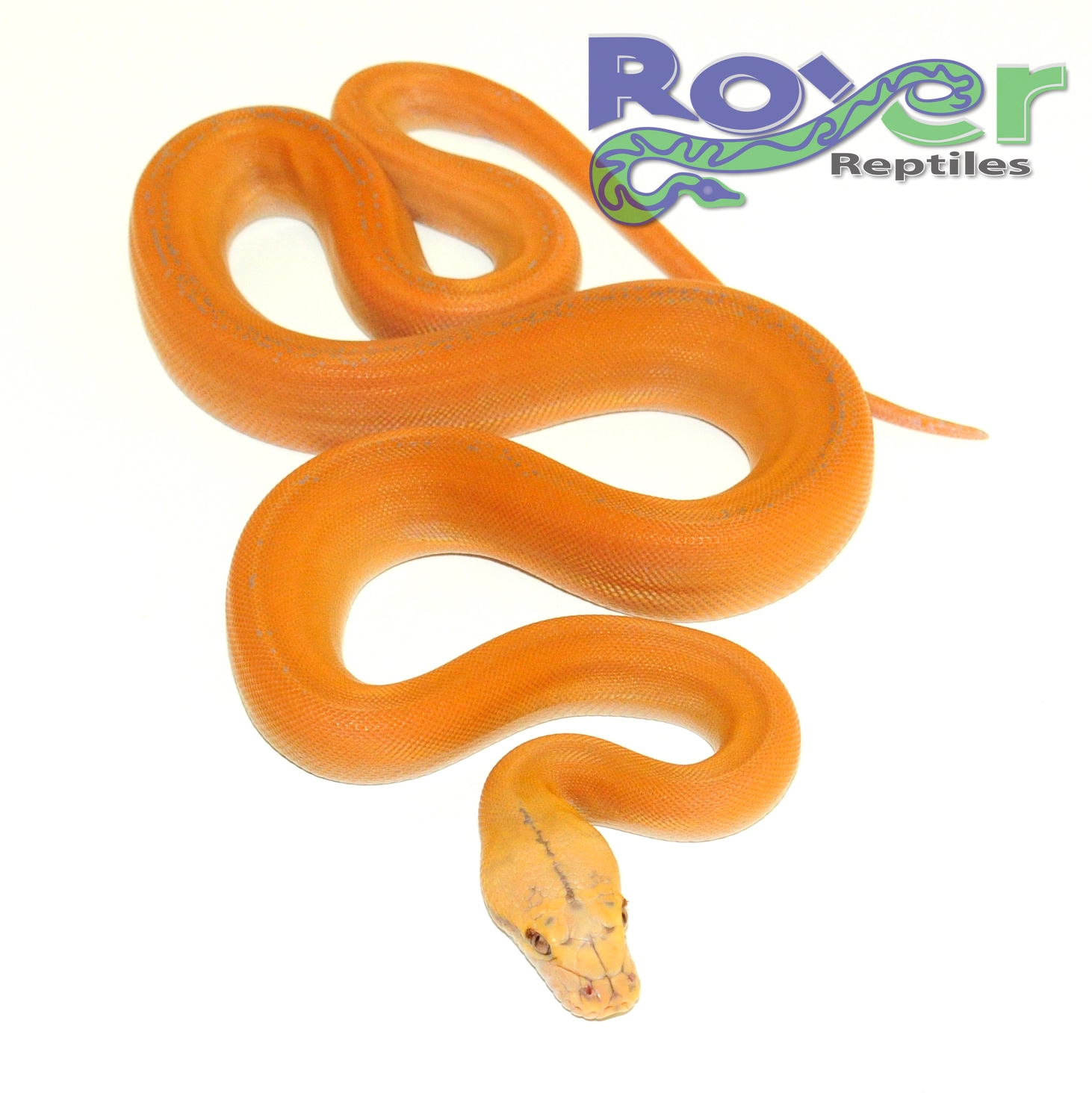 Purple Super Goldenchild Reticulated Python by Jason Royer Reptiles ...