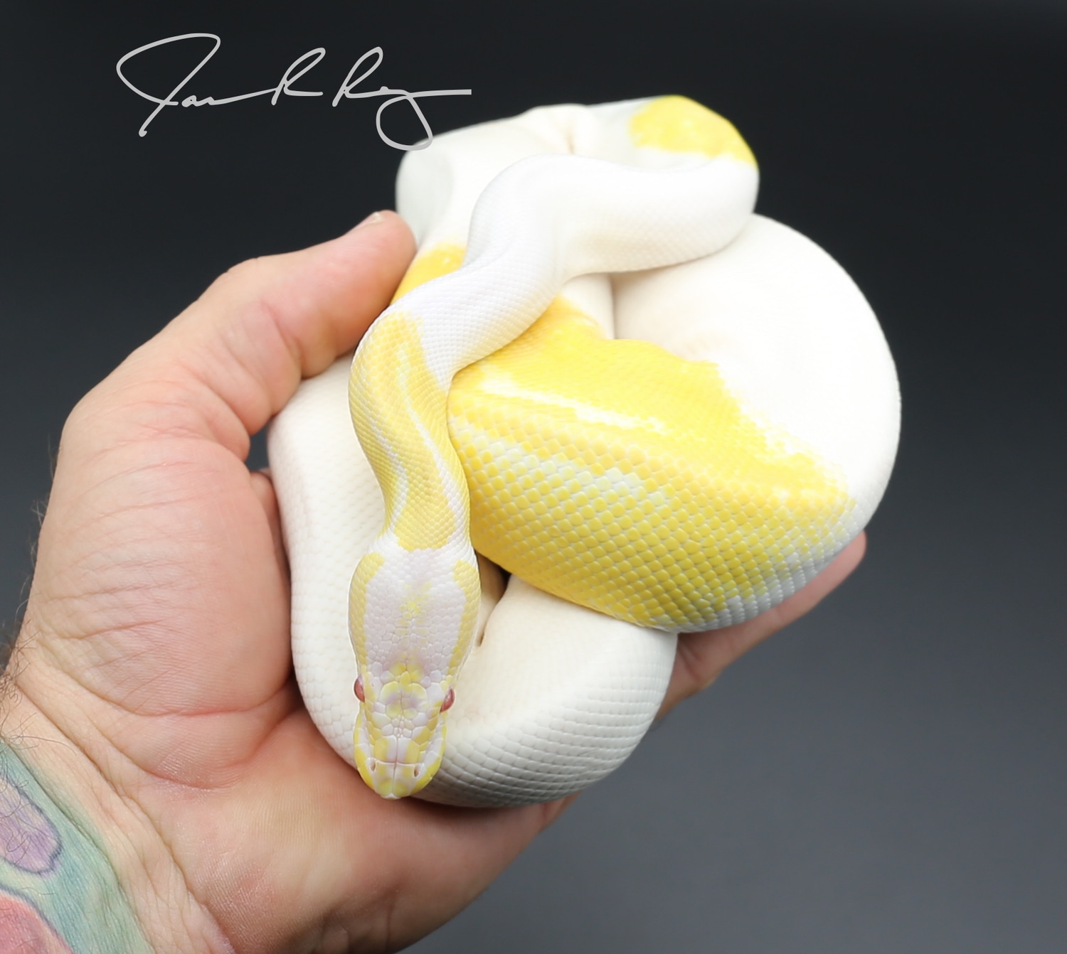 Black Pastel Albino Piebald Ball Python by Jason Royer Reptiles ...