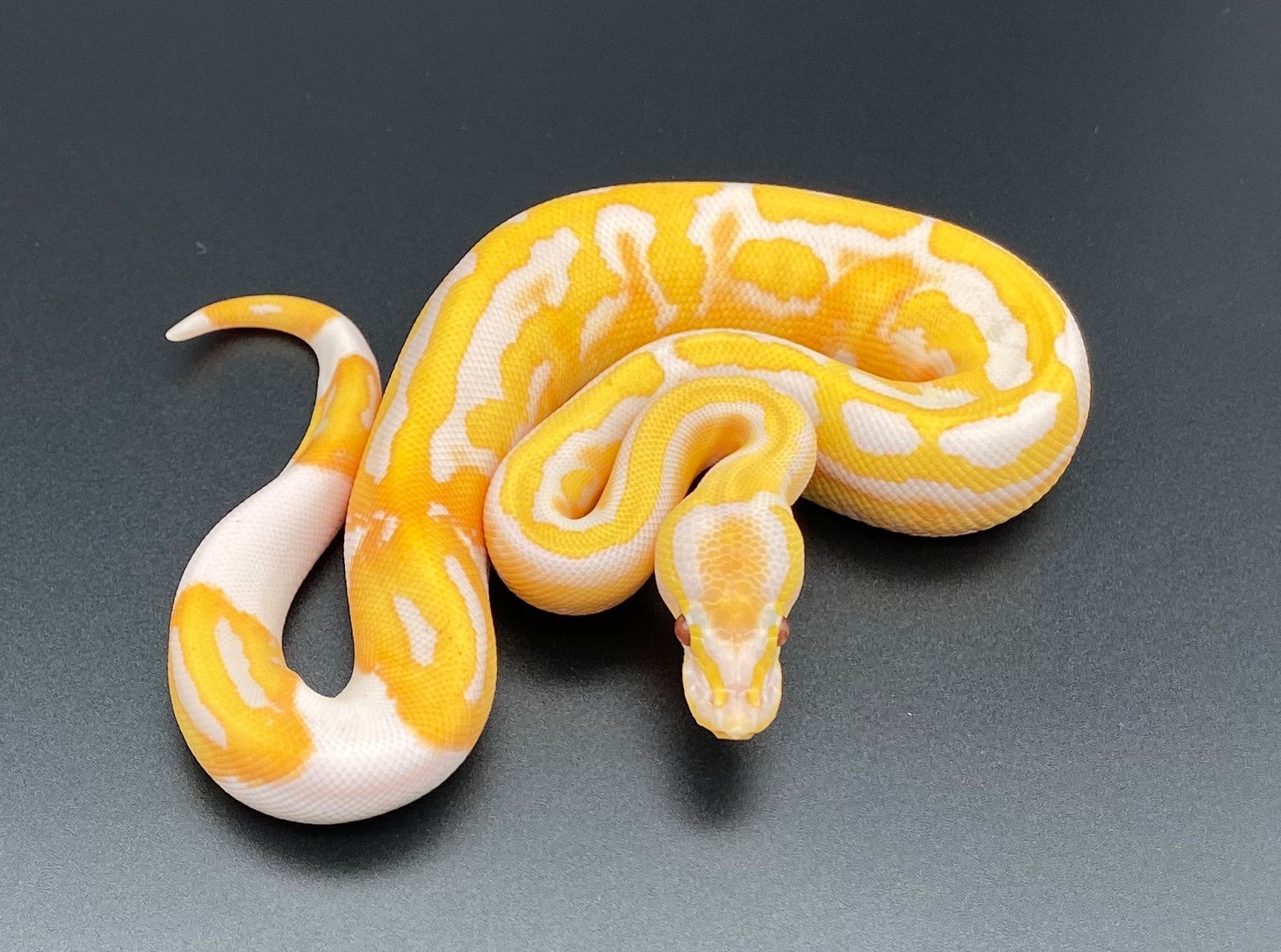 Dreamsicle Ball Python by Jason Royer Reptiles - MorphMarket