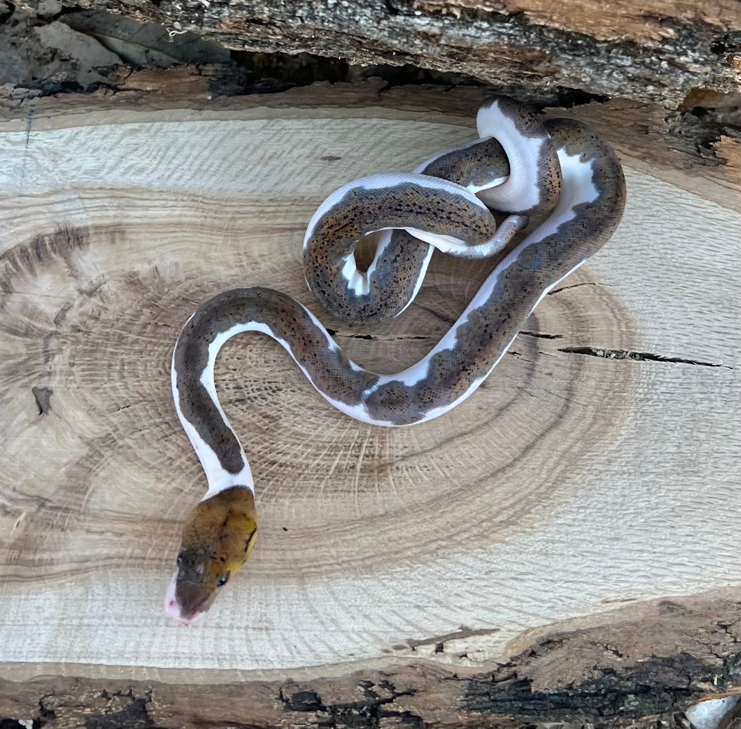 Piebald Het Albino Reticulated Python by Jason Royer Reptiles MorphMarket
