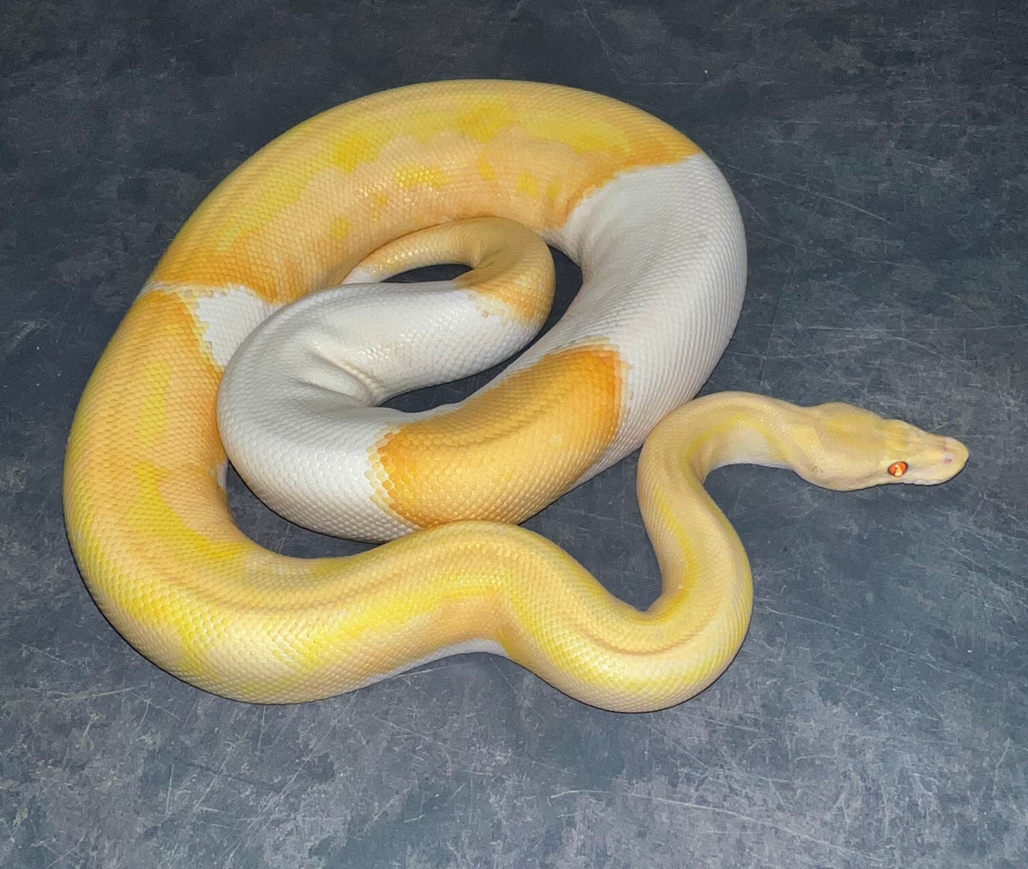 1200g Dreamsicle FEMALE Ball Python by Jason Royer Reptiles - MorphMarket