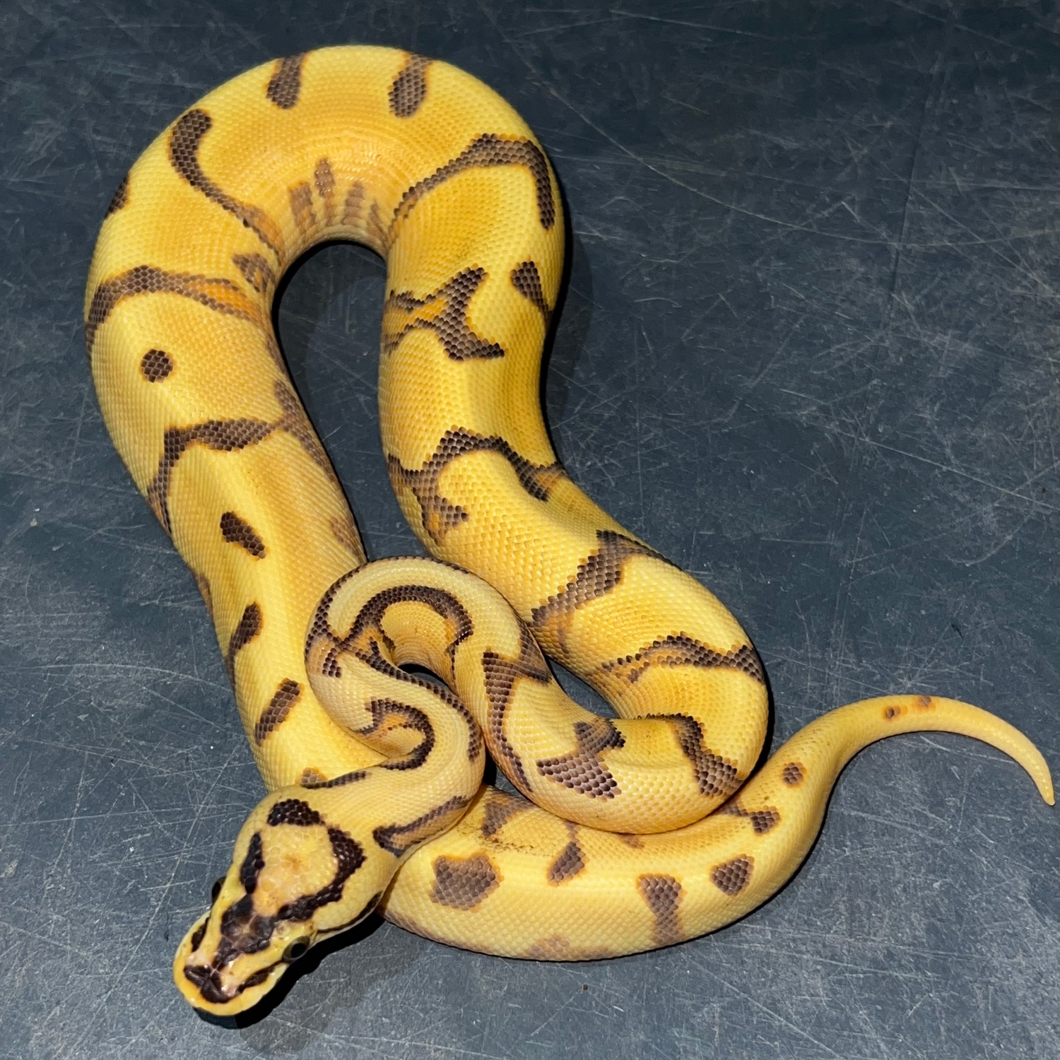 OD YB Red Stripe Spotnose Enchi 100% Het Clown Ball Python by Jason ...