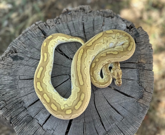 Fire Lesser Clown Het Pied Ball Python by Jason Royer Reptiles