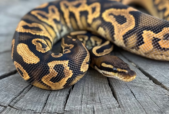 OD YB Cinnamon Het Clown Pos Het Pied (RINGER!) Ball Python by Jason ...