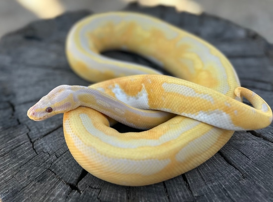 Blackhead Dreamsicle Ball Python by Jason Royer Reptiles