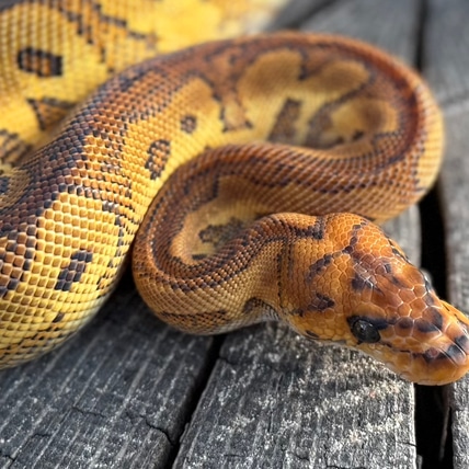 Super Redstripe YB Clown Ball Python