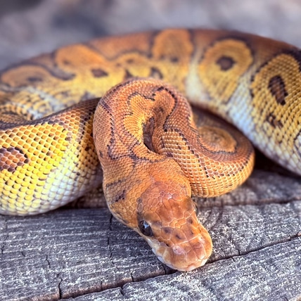 Redstripe GHI YB Clown Ball Python
