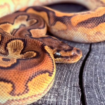 Cinnamon Enchi YB OD Calico Clown Ball Python