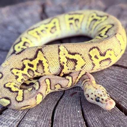 Stranger Firefly Clown Ball Python