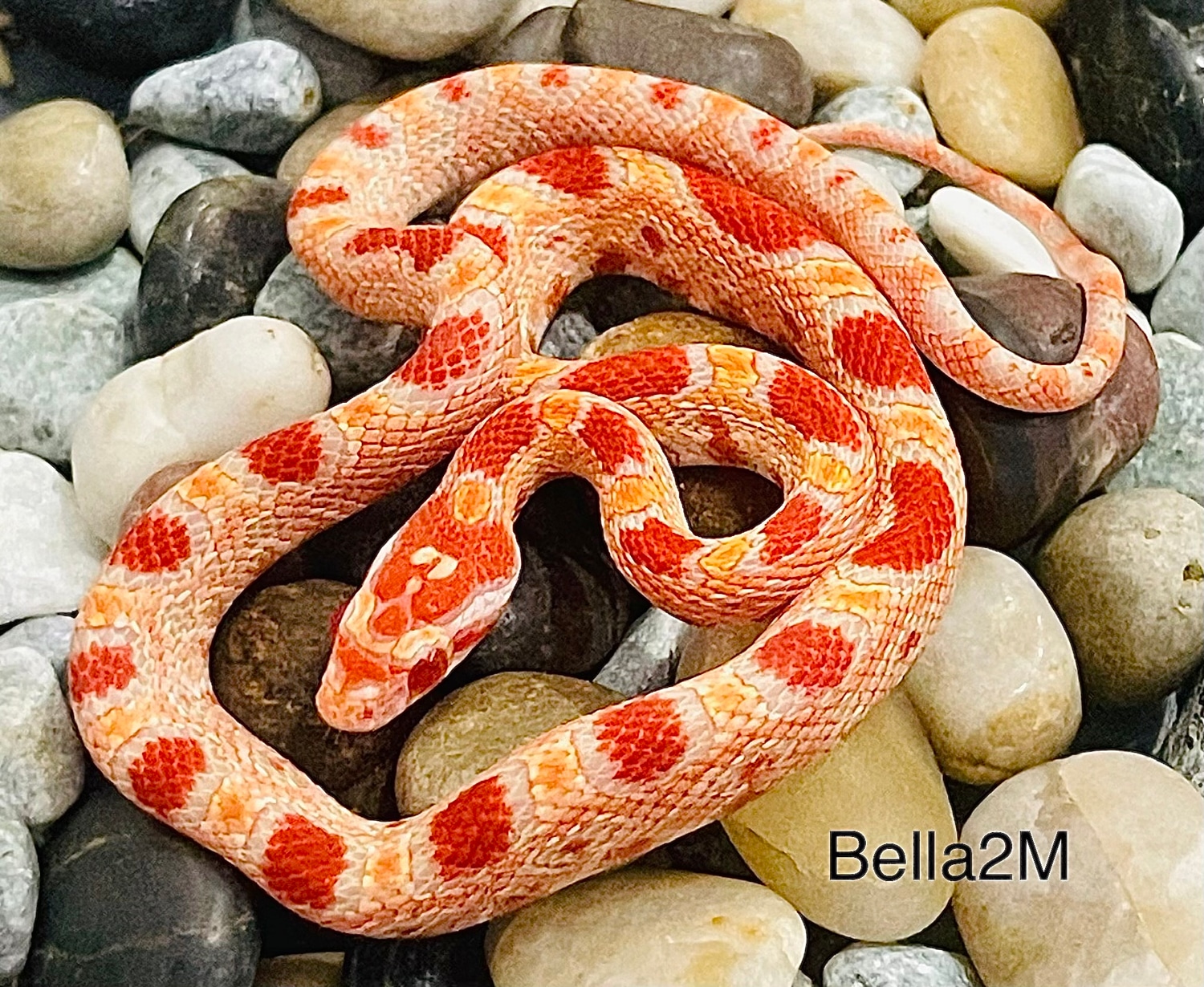 Extreme Reverse Okeetee Het Scaleless Corn Snake by Captivating ...