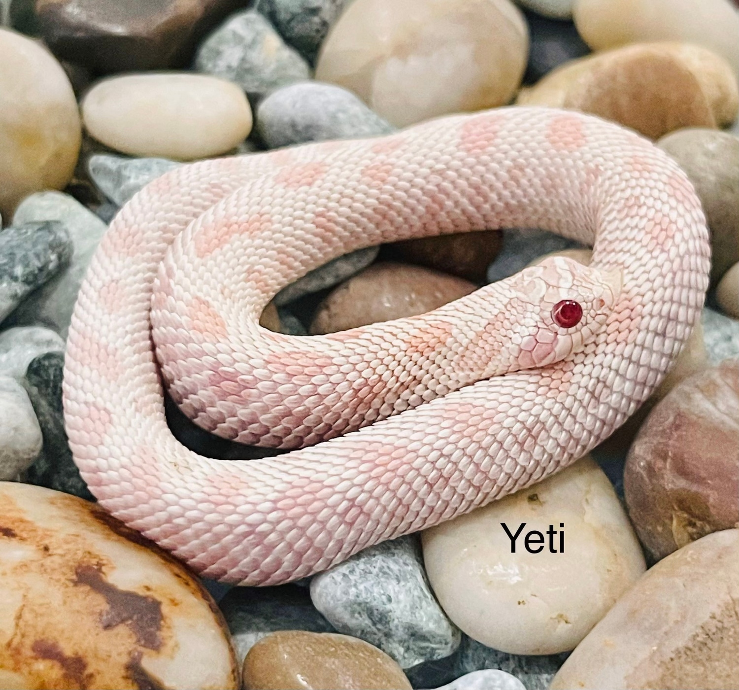 Yeti Western Hognose by Captivating Reptiles LLC MorphMarket