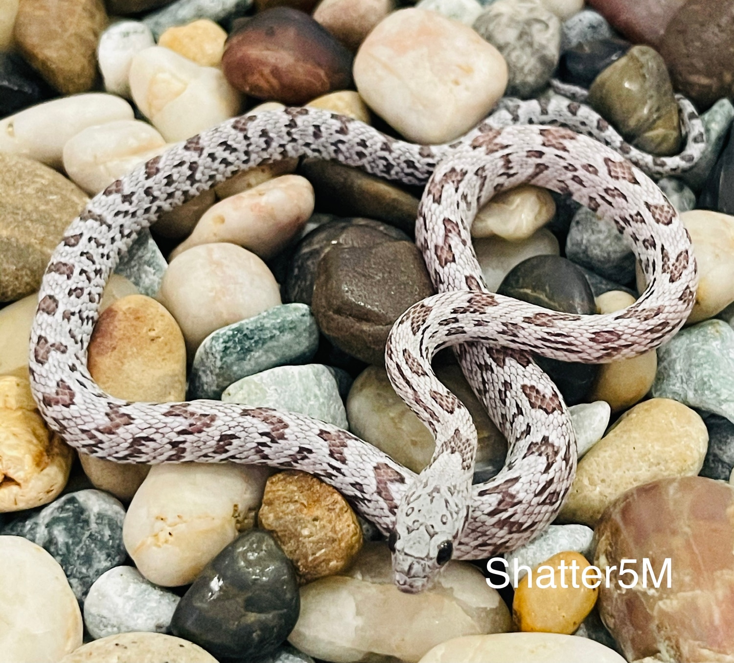 milk snake for sale philippines