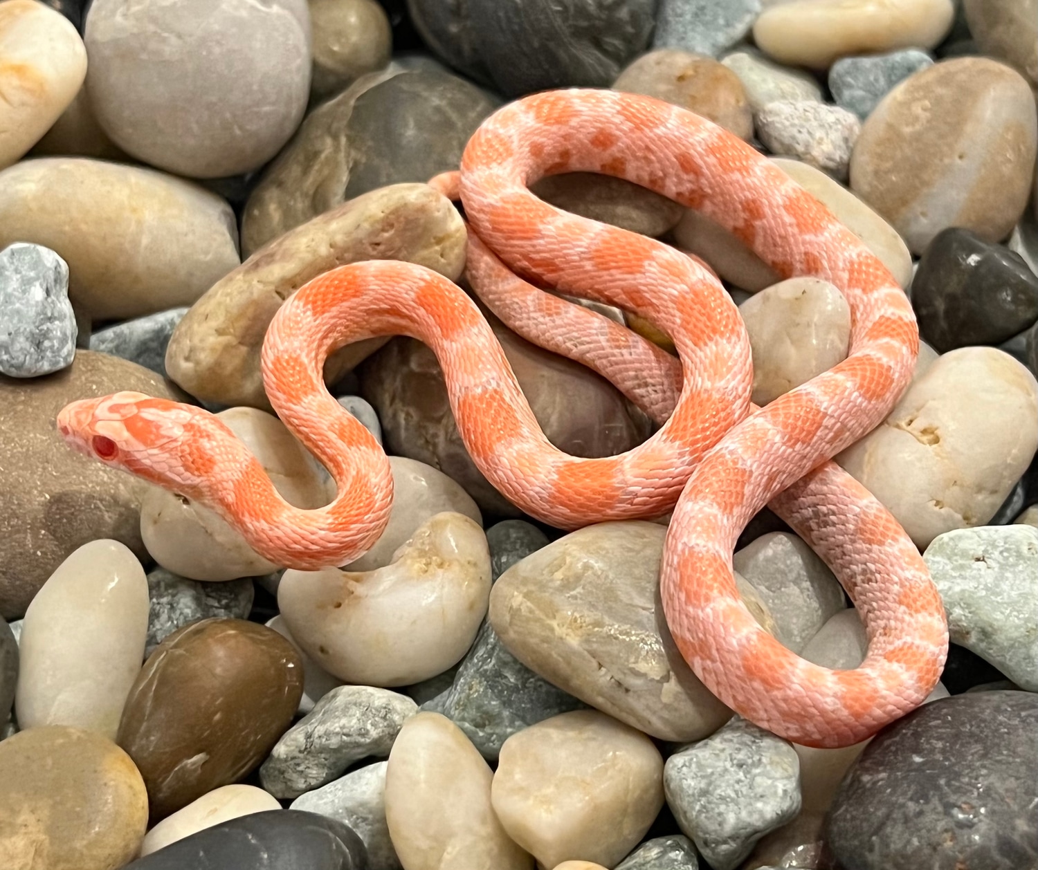 Salmon Snow Corn Snake by Captivating Reptiles LLC MorphMarket