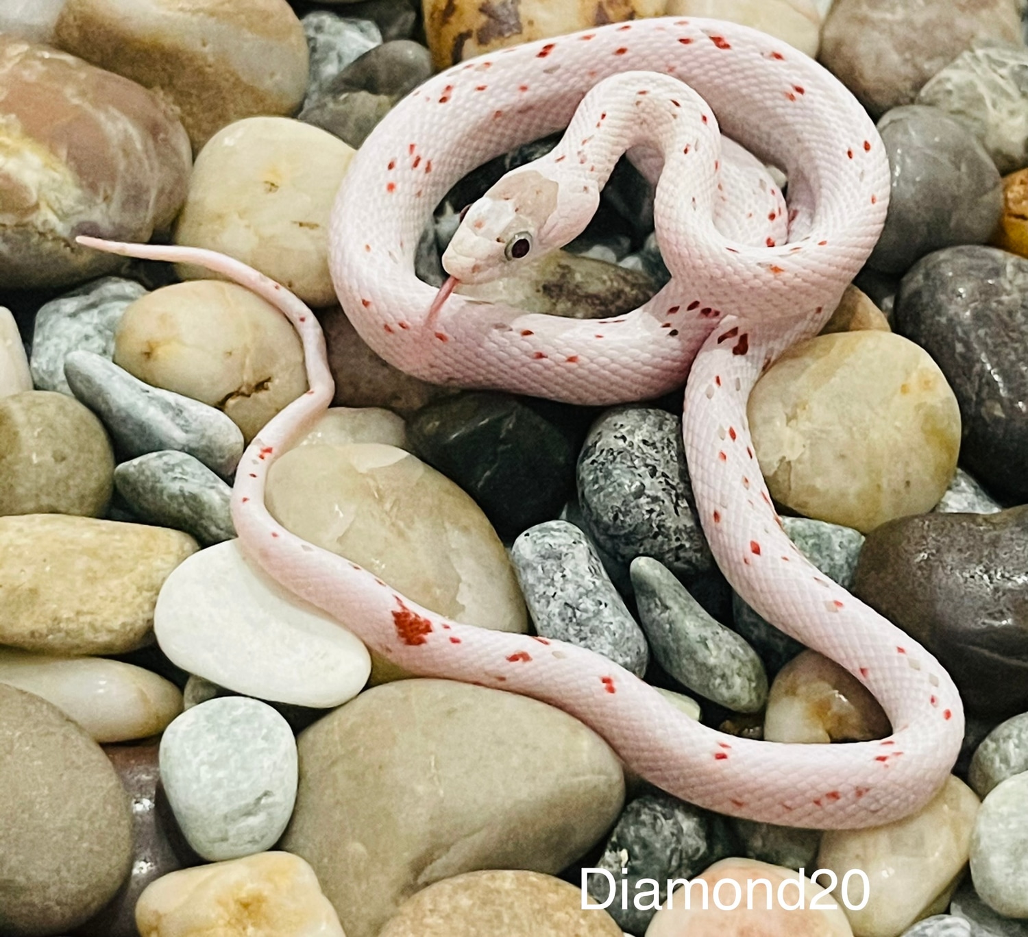 Palmetto PH Caramel, Amel/ultra, Stripe Corn Snake by Captivating ...