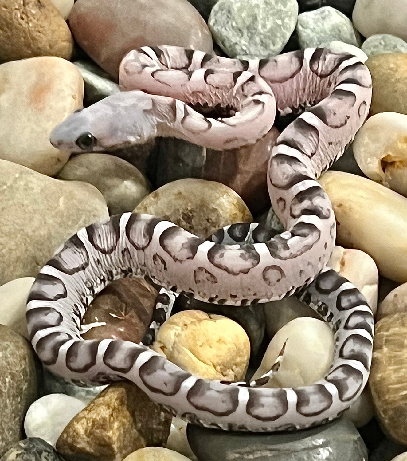 Anery Scaleless Het Snow Corn Snake by Captivating Reptiles LLC ... Scaleless Corn Snake Price