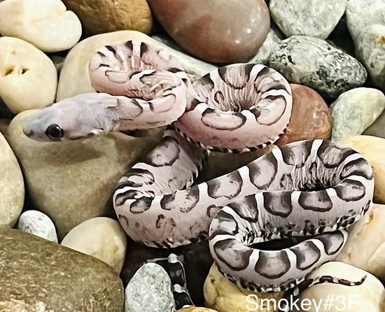 Anery Scaleless Het Snow Corn Snake by Captivating Reptiles LLC ... Scaleless Corn Snake Price