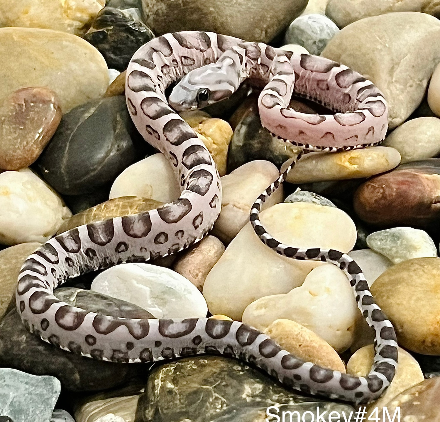 Anery Scaleless Het Snow Corn Snake by Captivating Reptiles LLC ... Scaleless Corn Snake Price
