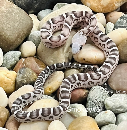 Anery Scaleless Het Snow Corn Snake by Captivating Reptiles LLC ... Scaleless Corn Snake Price
