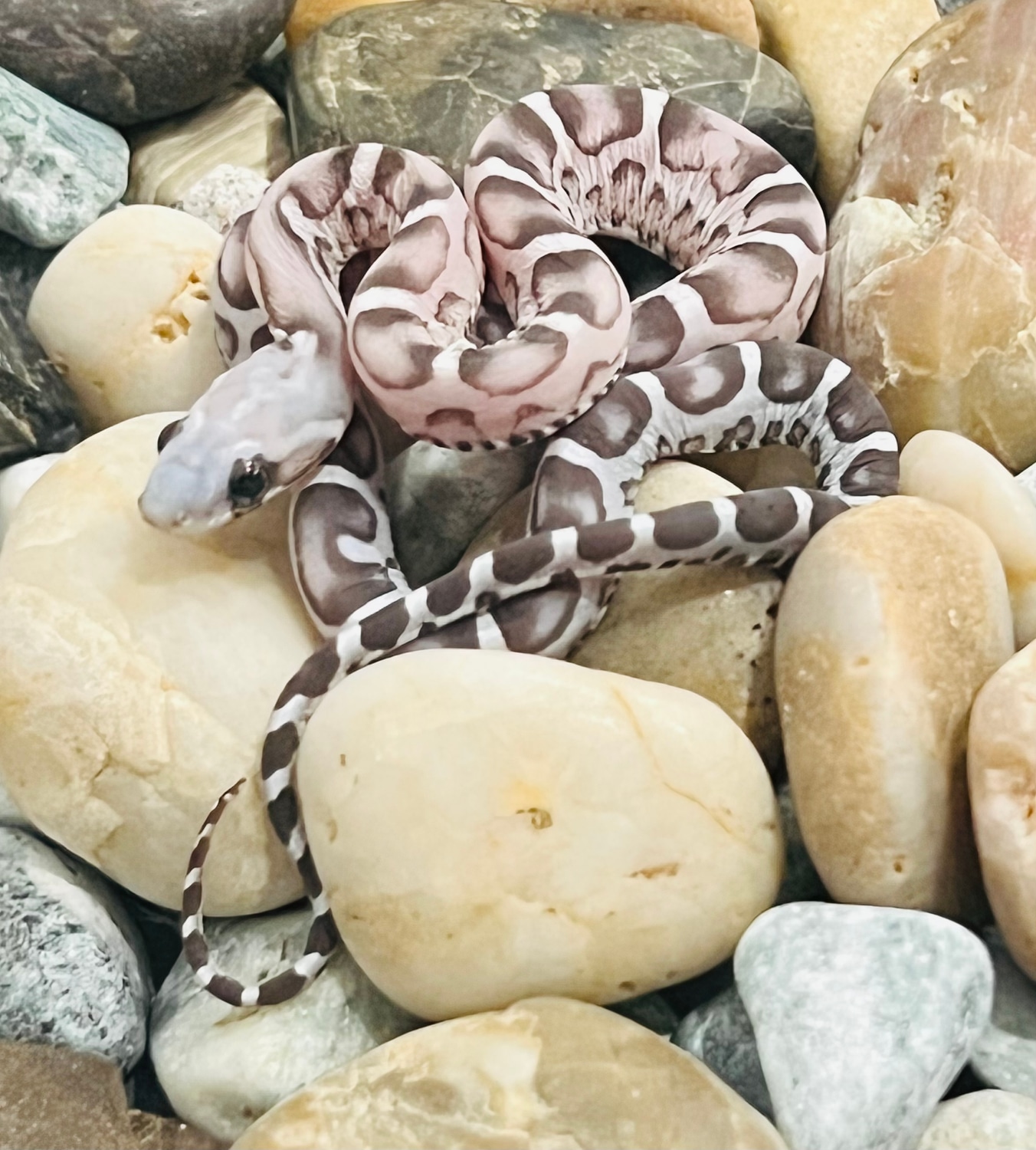 Anery Scaleless Het Snow Corn Snake by Captivating Reptiles LLC ... Scaleless Corn Snake Price