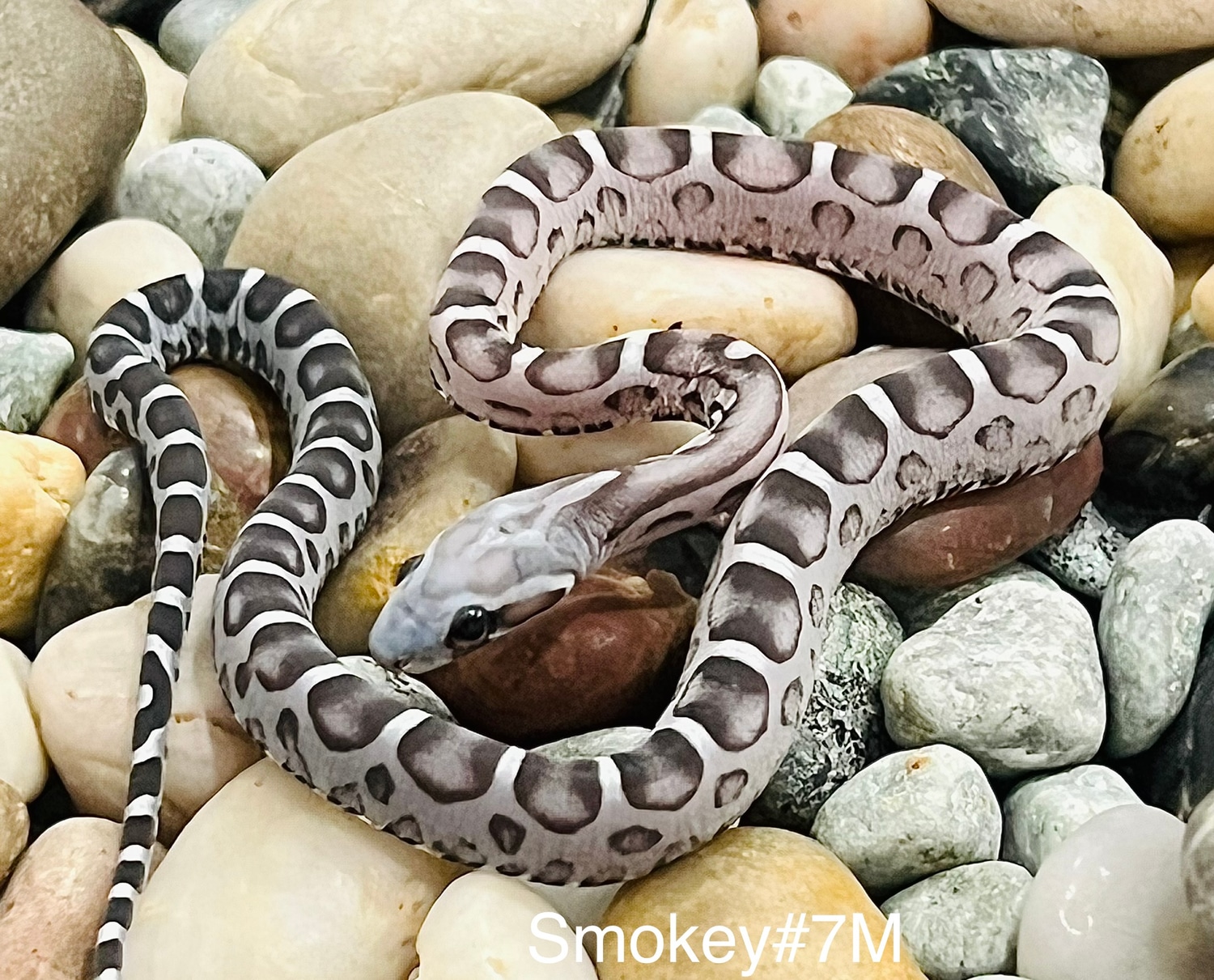 Anery Scaleless Het Snow Corn Snake by Captivating Reptiles LLC