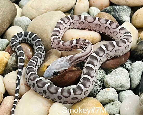 Anery Scaleless Het Snow Corn Snake by Captivating Reptiles LLC ... Scaleless Corn Snake Price