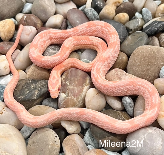 Salmon Snow Tessera Corn Snake by Captivating Reptiles LLC