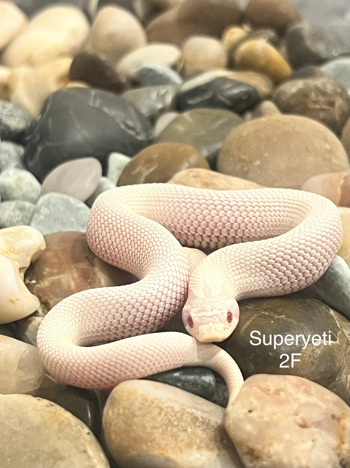 Super Yeti Western Hognose by Captivating Reptiles LLC MorphMarket