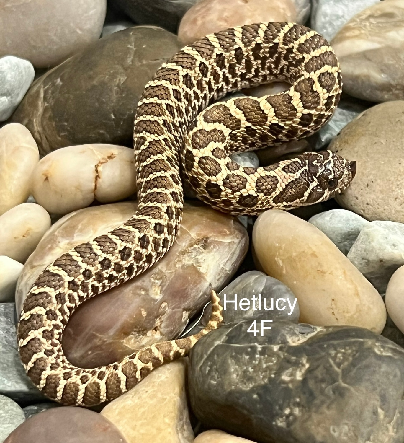 100 Het Leucistic Western Hognose by Captivating Reptiles LLC