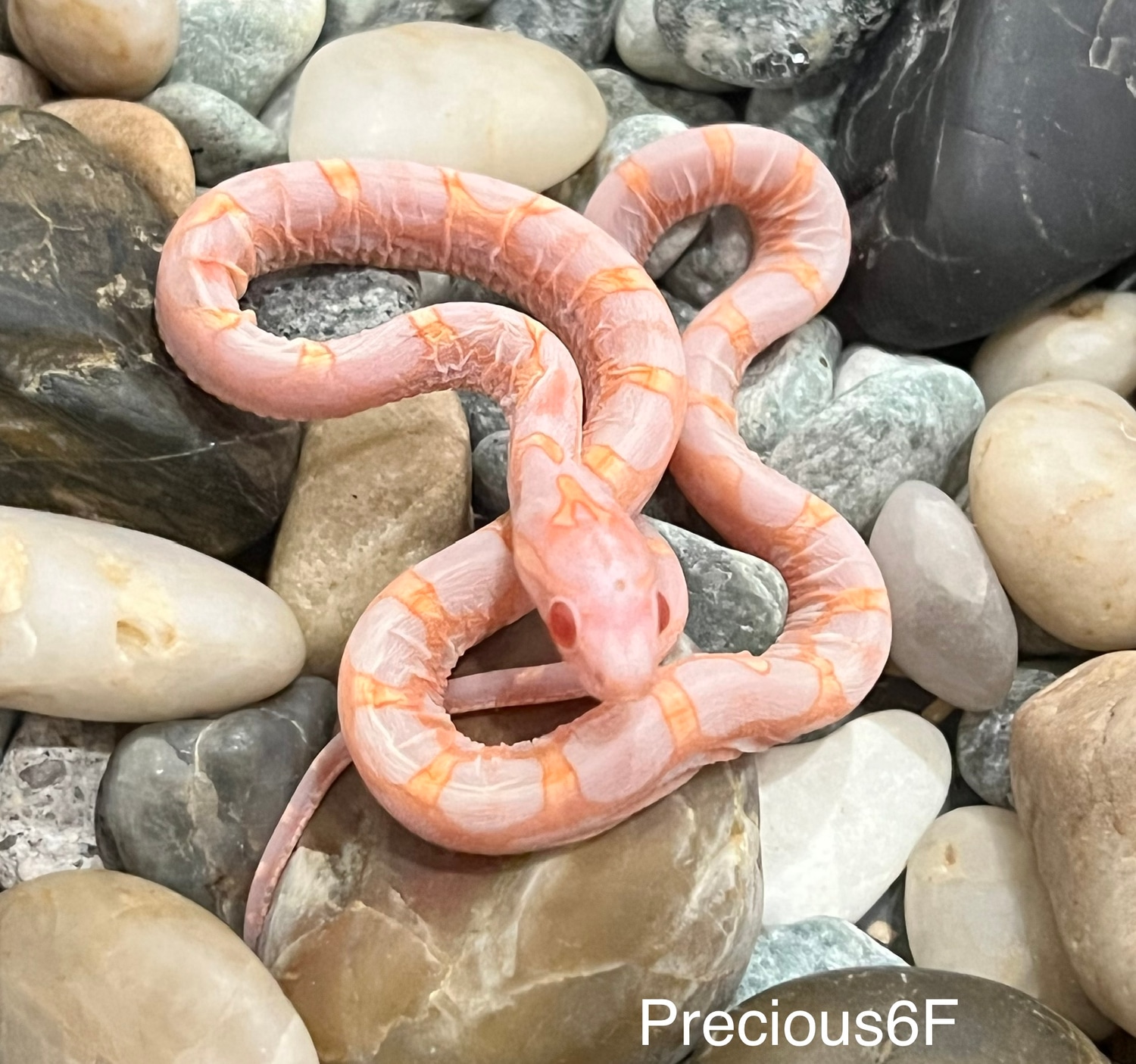 Extreme Reverse Okeetee Scaleless Corn Snake by Captivating Reptiles ...