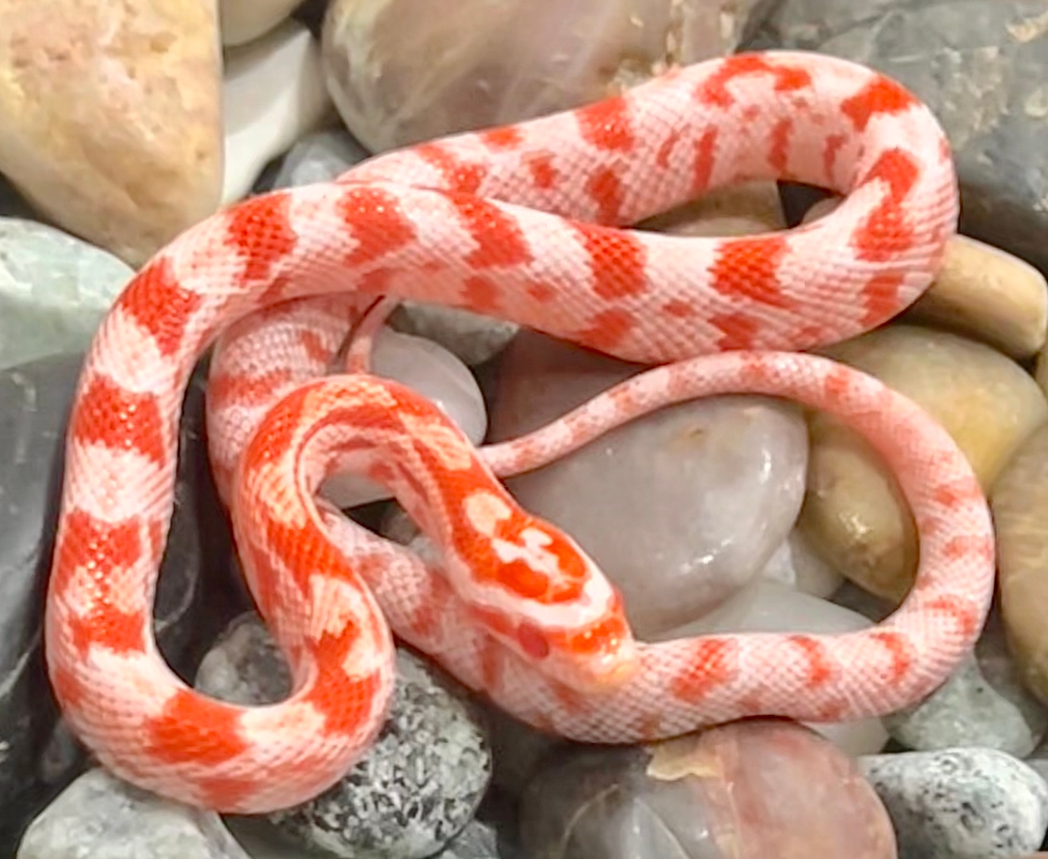 Lavamel Het Cinder Corn Snake by Captivating Reptiles LLC MorphMarket