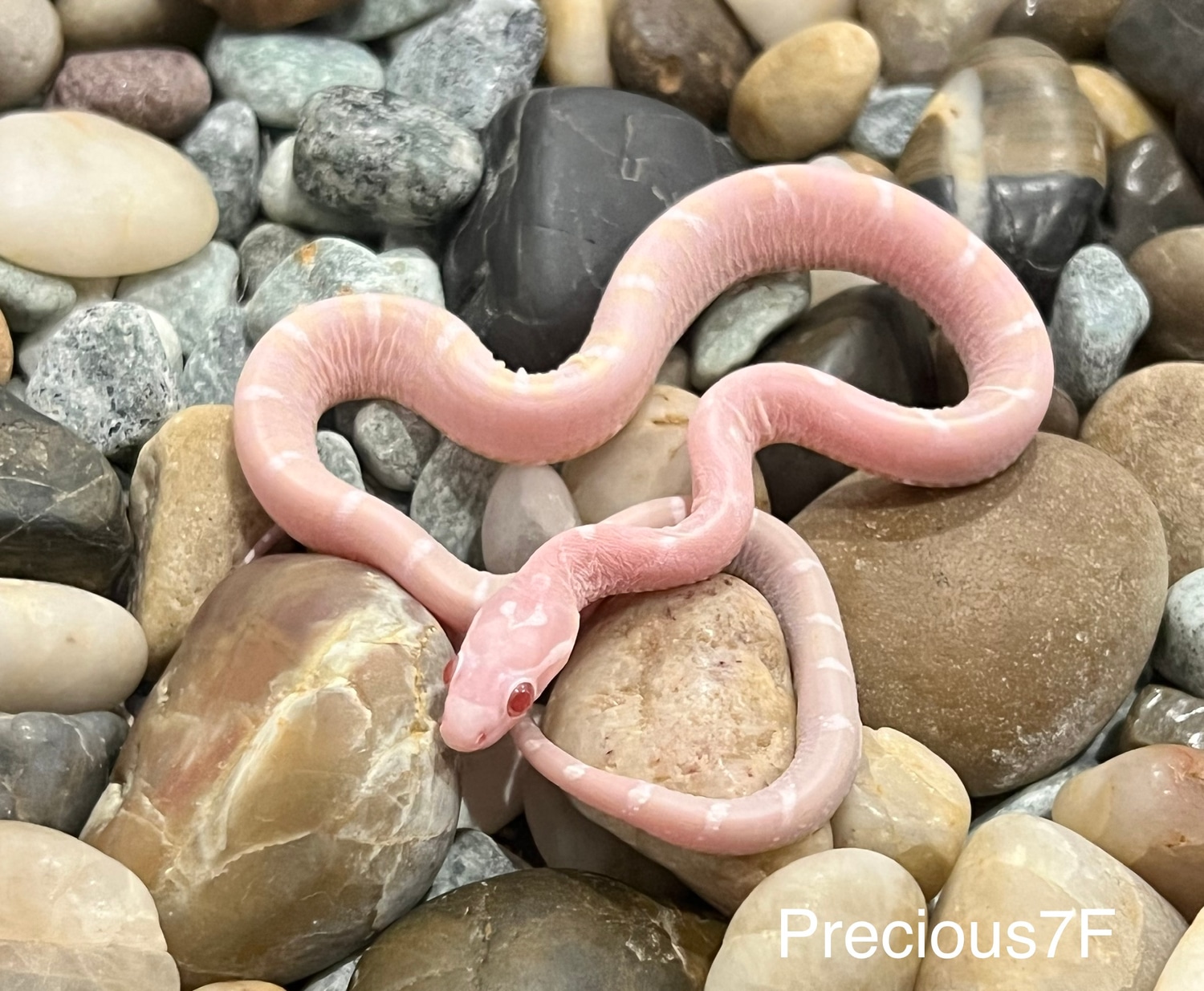 Snow Okeetee Scaleless Corn Snake by Captivating Reptiles LLC - MorphMarket