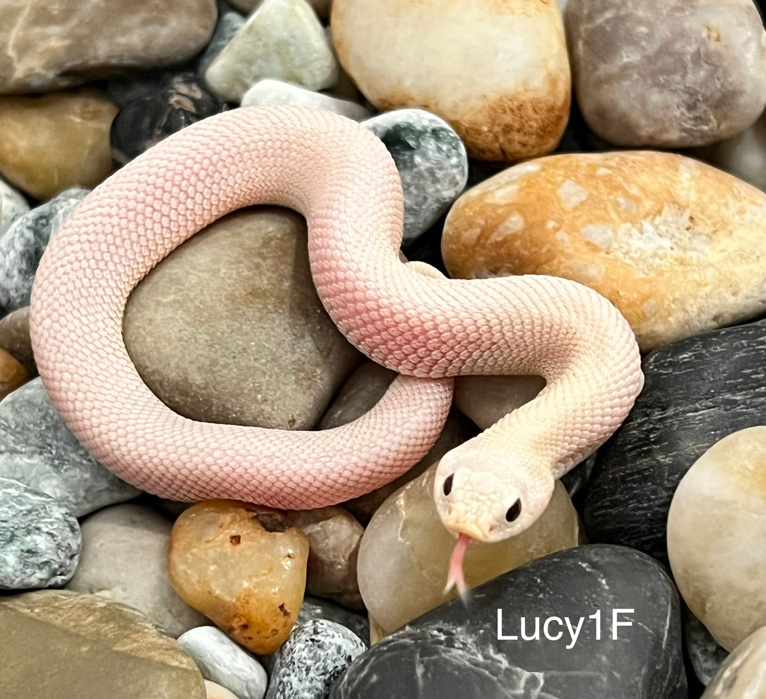 Leucistic Western Hognose by Captivating Reptiles LLC MorphMarket