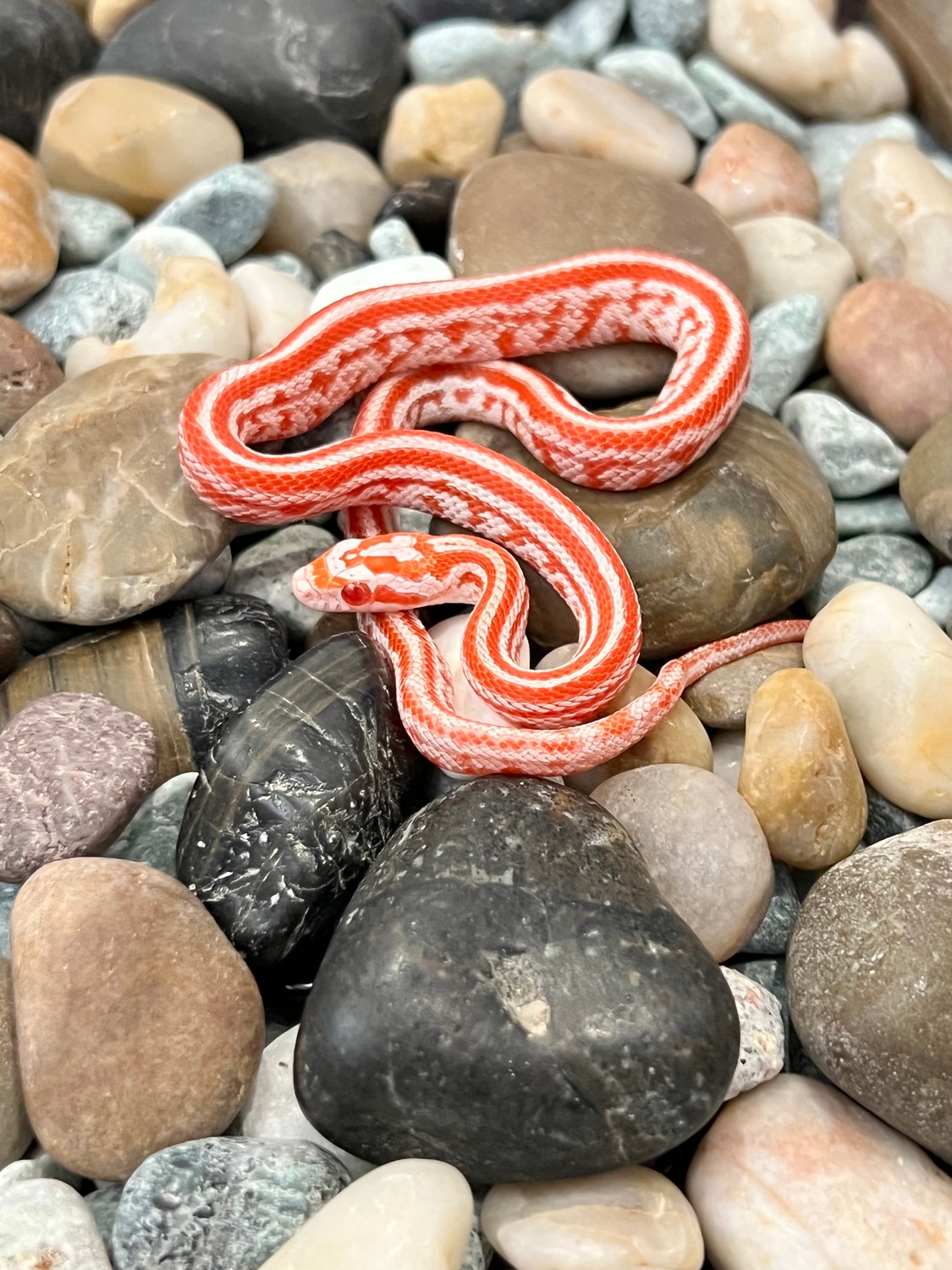 Lavamel Tessera Het Cinder Corn Snake by Captivating Reptiles LLC