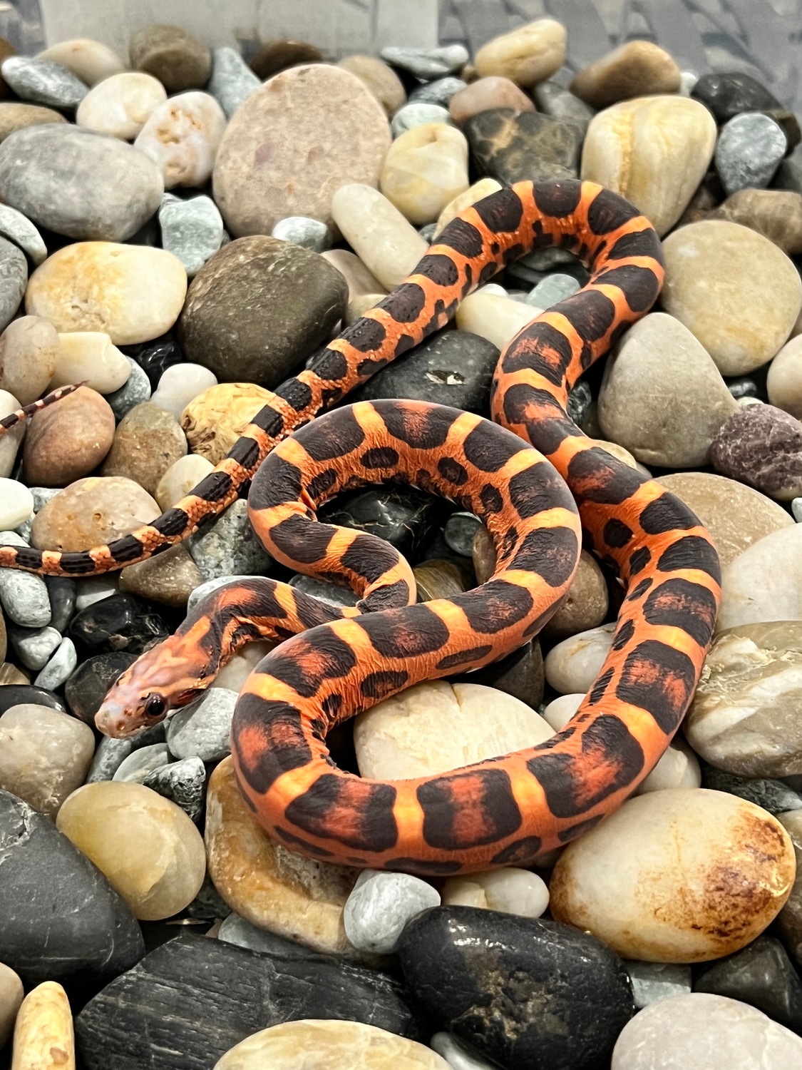 Okeetee Scaleless Het Amel Corn Snake by Captivating Reptiles LLC ...