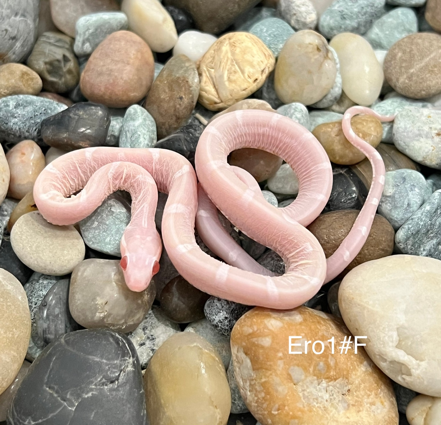 Snow Okeetee Scaleless Corn Snake by Captivating Reptiles LLC - MorphMarket