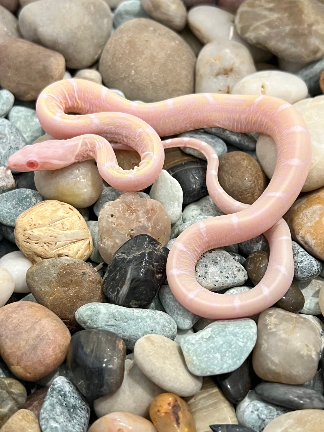 Snow Okeetee Scaleless Corn Snake by Captivating Reptiles LLC - MorphMarket