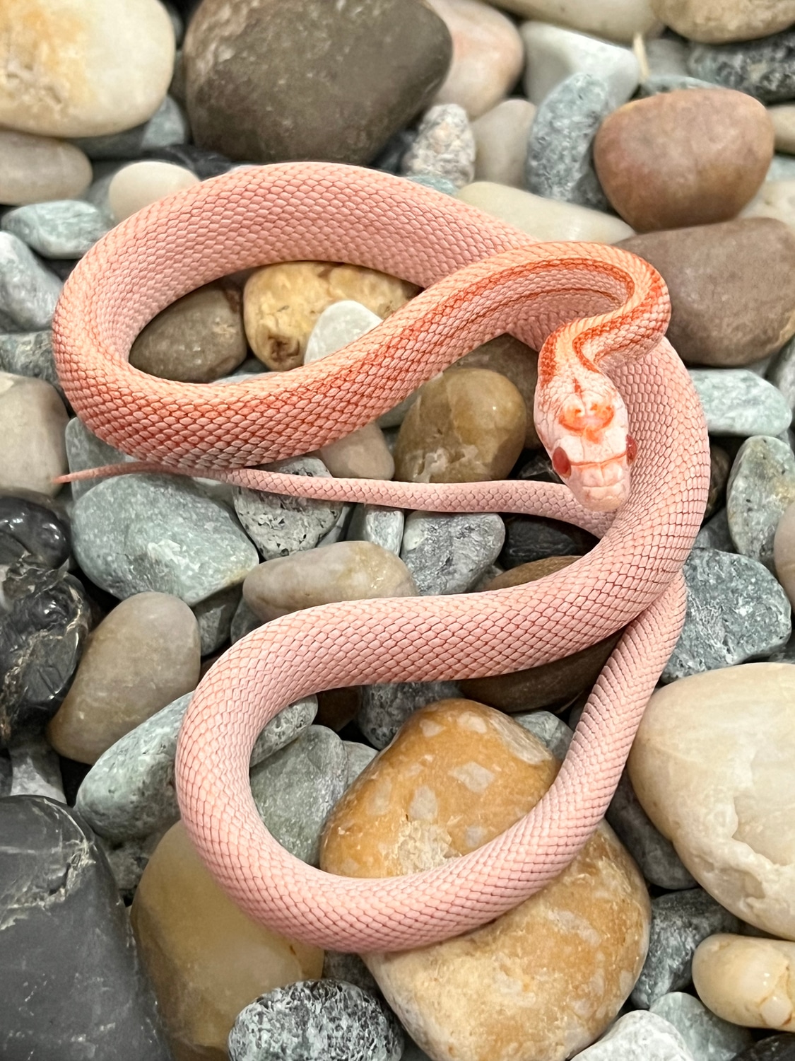 Amel Stripe Het Cinder Ph Lavender Corn Snake by Captivating Reptiles