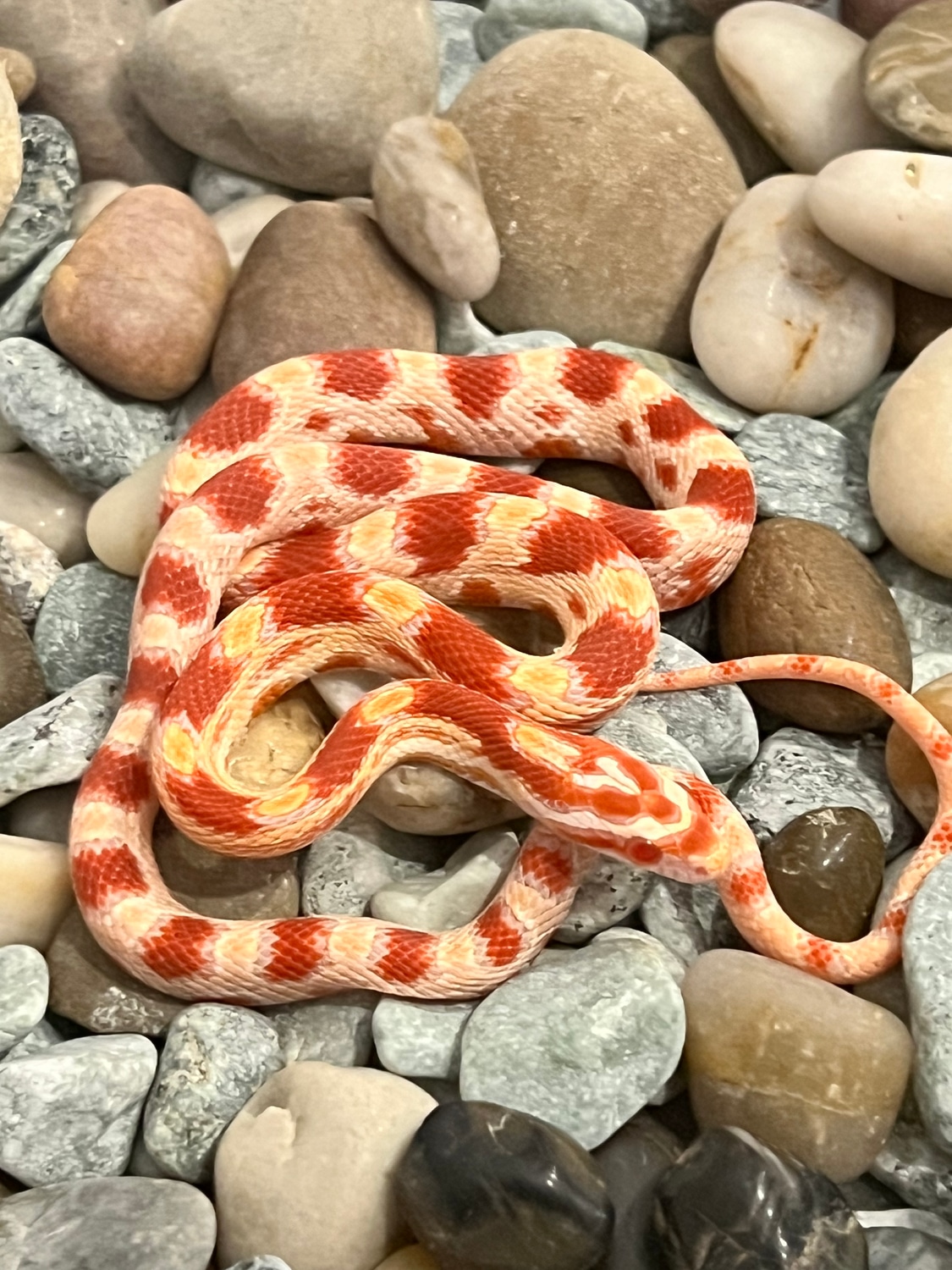 Reverse Okeetee Het Saffron Corn Snake by Captivating Reptiles LLC