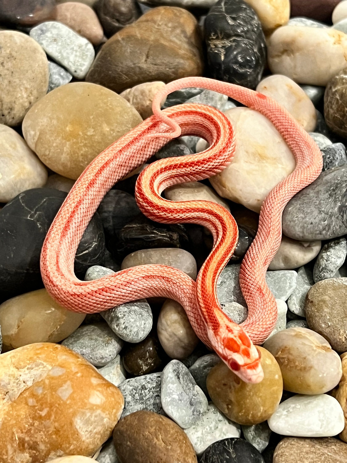 Amel Stripe Het Cinder Ph Lavender Corn Snake by Captivating Reptiles