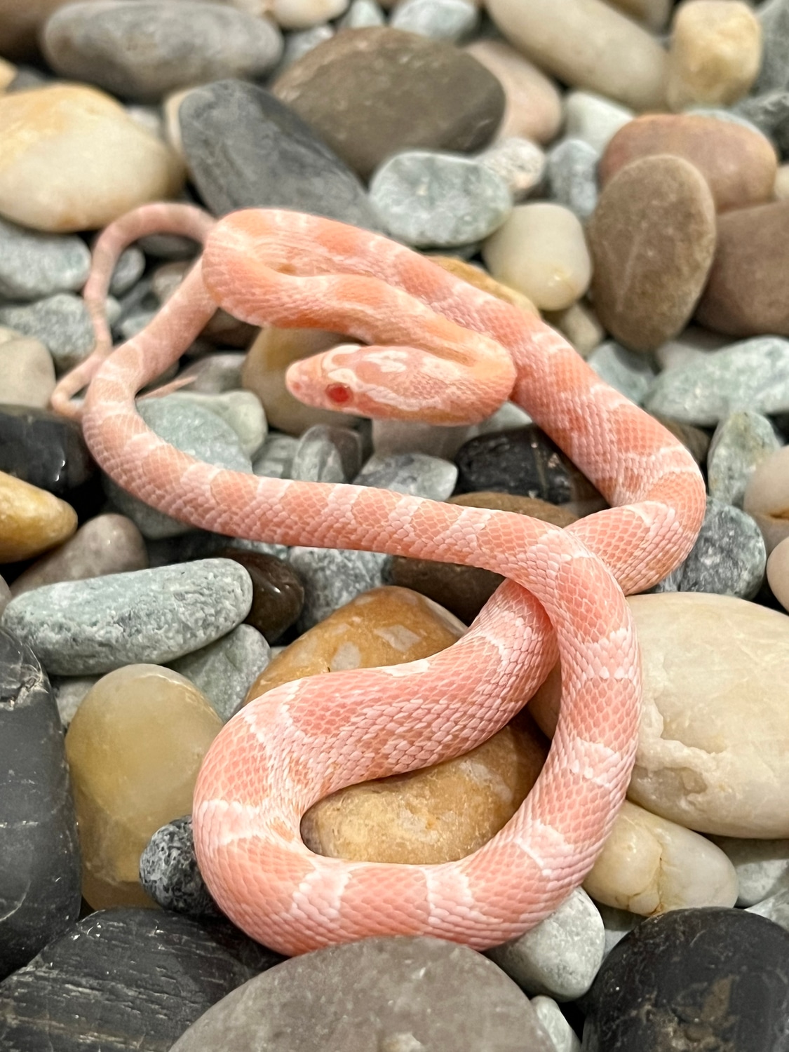 Salmon Snow Corn Snake by Captivating Reptiles LLC MorphMarket
