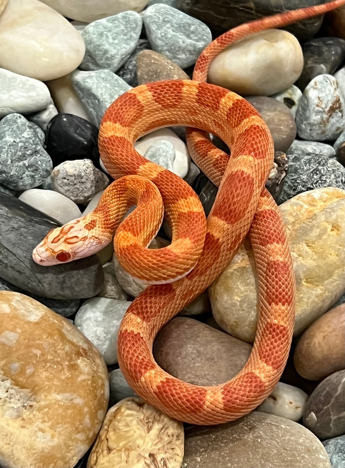 Inferno Motley Het Snow Corn Snake by Captivating Reptiles LLC